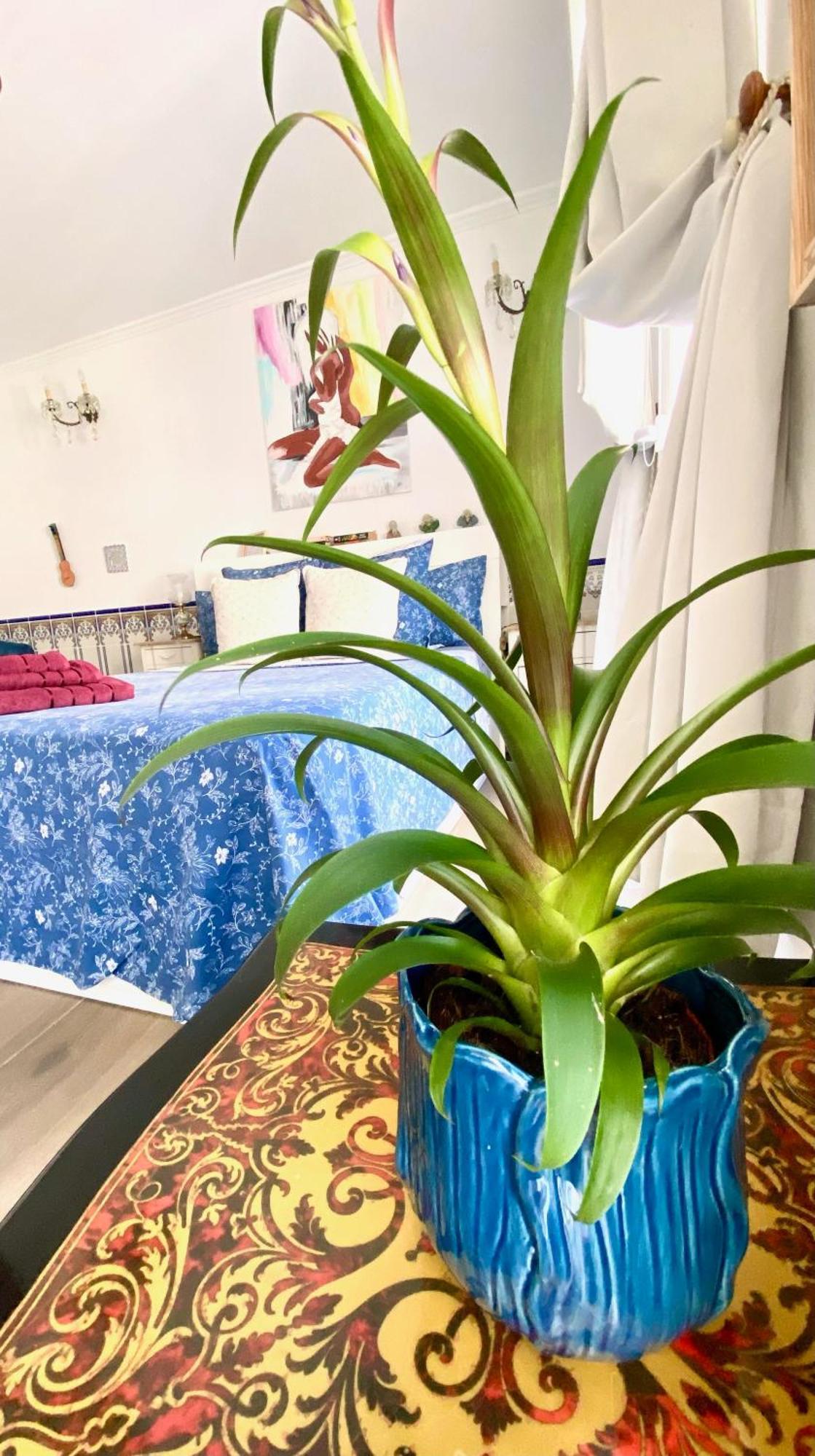 Zenit Olhao Bed & Breakfast Екстер'єр фото